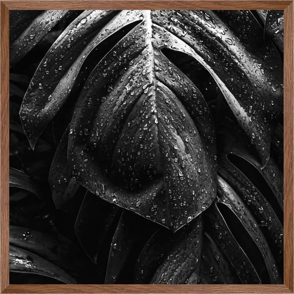Black & White Close-up Of Leaf | Wall art| 30mm deep solid Kiaat wood frame|
