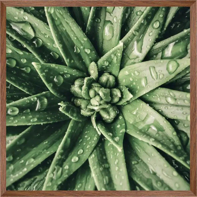 Aloe Dew | Wall Art | 30mm deep Kiaat Wood Frame |