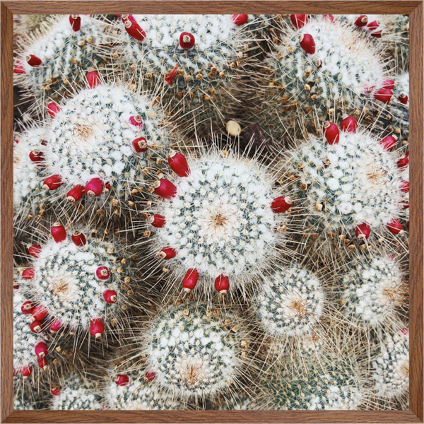 Cherry Cactus | Wall Art | 30mm deep solid Kiaat wood frame|