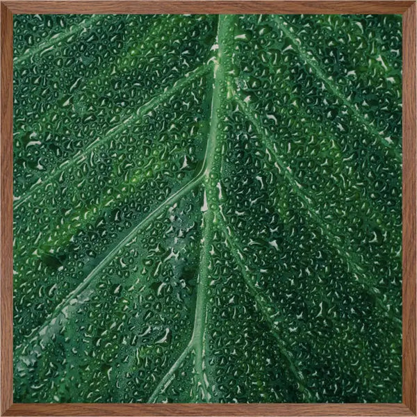 Close-up of Leaf | Wall art| 30mm deep solid Kiaat wood frame|