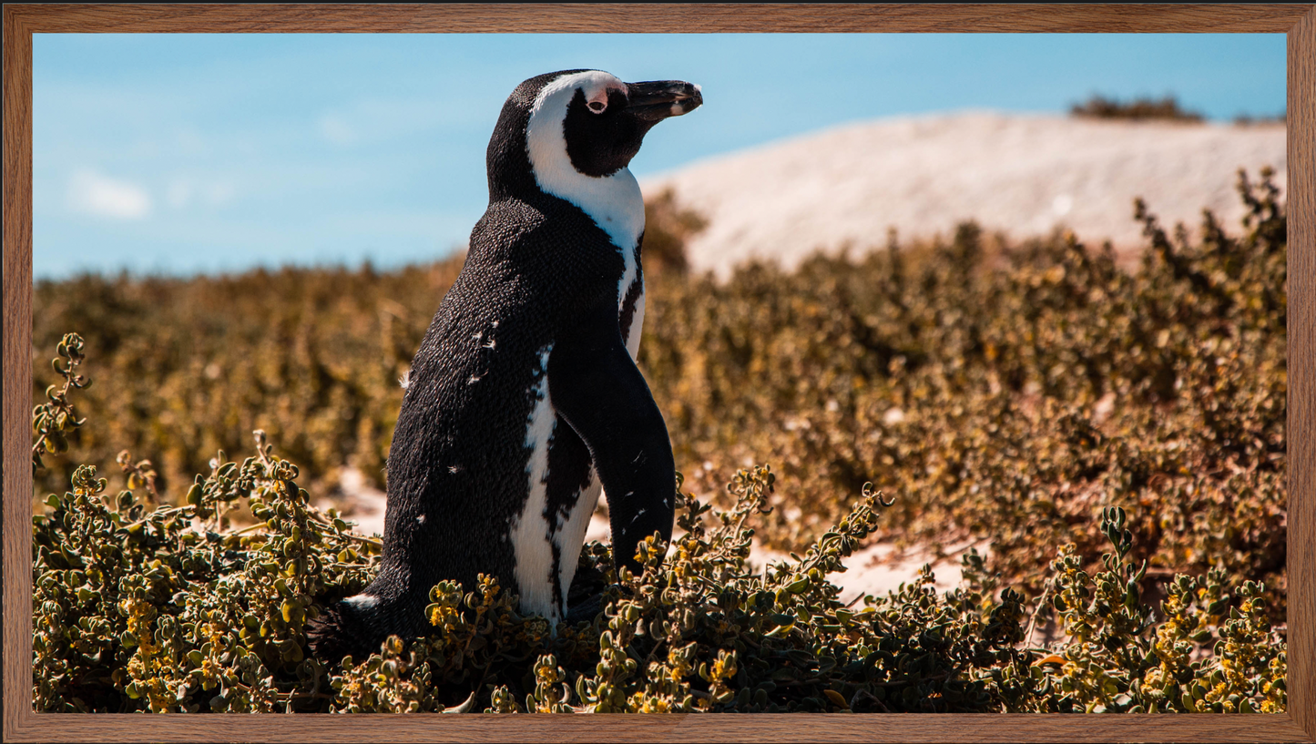 Penguin | Wall Art | Warm Jozi |