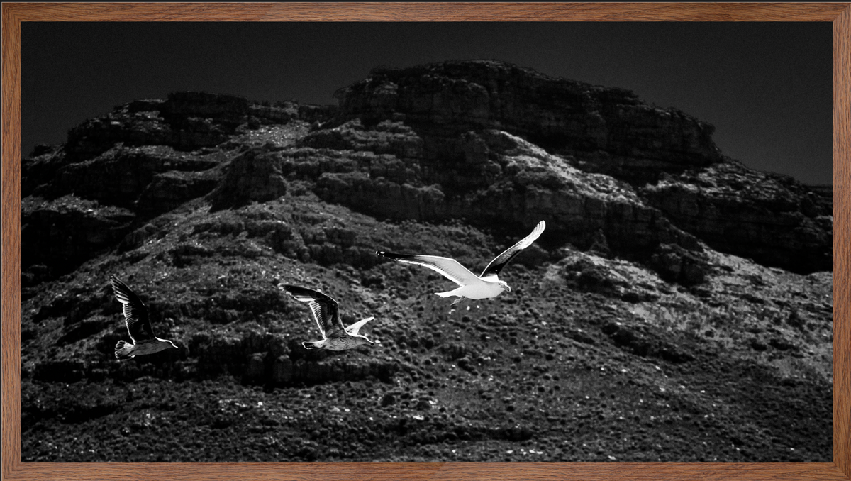 Seagulls Over The Bay | Wall Art | 30mm deep solid Kiaat wood frame|