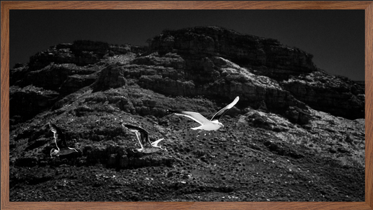 Seagulls Over The Bay | Wall Art | 30mm deep solid Kiaat wood frame|